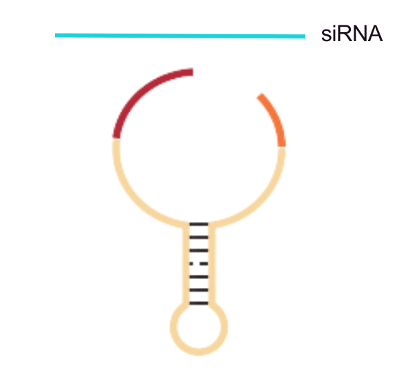 Illustration of Two-Tailed primer technology used in siRNA bioanalysis, showing enhanced specificity and accurate quantification.