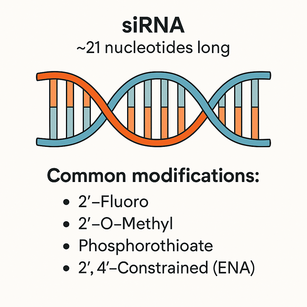 Illustration of siRNA showing it is ~21 nucleotides long with common modifications such as 2’-Fluoro, 2’-O-Methyl, Phosphorothioate, and 2’,4’-Constrained (ENA).