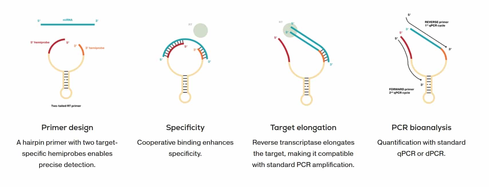 Two-Tailed PCR chemistry – four-step process diagram Two-Tailed PCR chemistry diagram showing four-step hairpin primer design, cooperative binding, reverse transcription, and qPCR quantification of siRNA