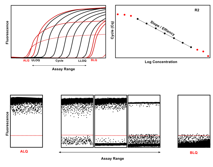 qPCR and dPCR assay range — linearity, LLOQ, ULOQ, BLQ and ALQ Diagram illustrating the qPCR and dPCR assay range showing LLOQ, ULOQ, BLQ and ALQ regions — with amplification curves and standard curve for qPCR (top) and partition plots for dPCR (bottom)